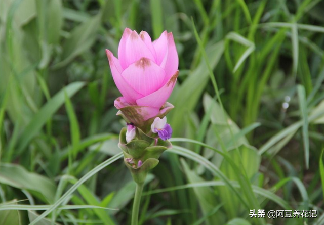 此“姜花”不仅好看，还散发出一股迷人的香味，养在家中很合适