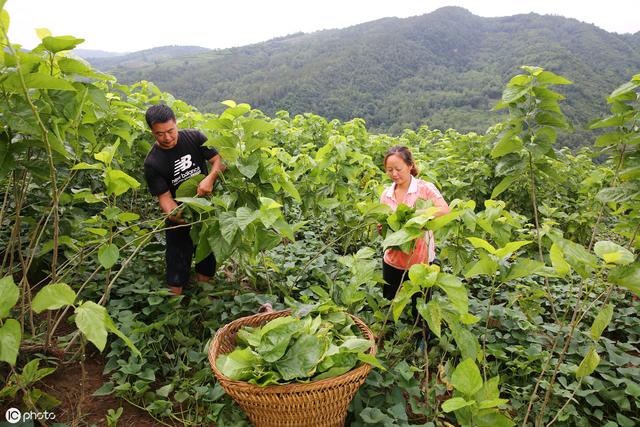 西安夫妻建起农业王国，种桑养蚕办猪场，一年能出3000头猪