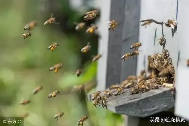 高产的意蜂蜜真的就等于水蜜吗？追花夺蜜的人真的产不出好蜜吗