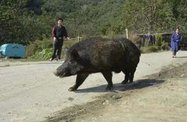 山西和顺惊现“金钱豹”野猪成为当地大餐，专家：当地人需小心了