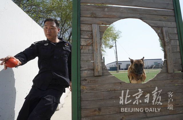 北京警犬训练基地用上了哪些高科技？现场独家揭秘