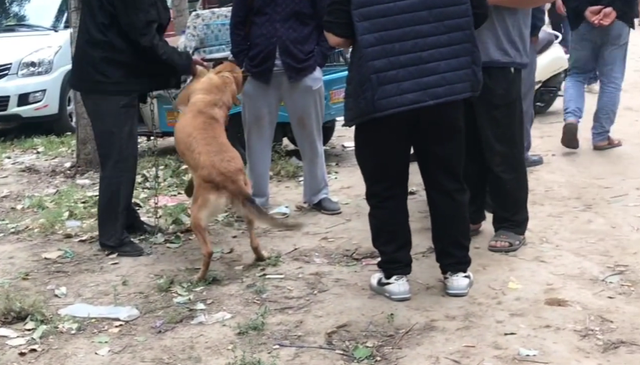 山东：马犬不舍主人，可主人扇了它一巴掌后，就把狗狗送到狗肉车