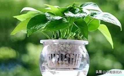 想要养好水培植物，教你“5招”小技巧，清新优雅、越养越漂亮