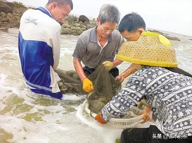 管角螺的生物特性及养殖技术