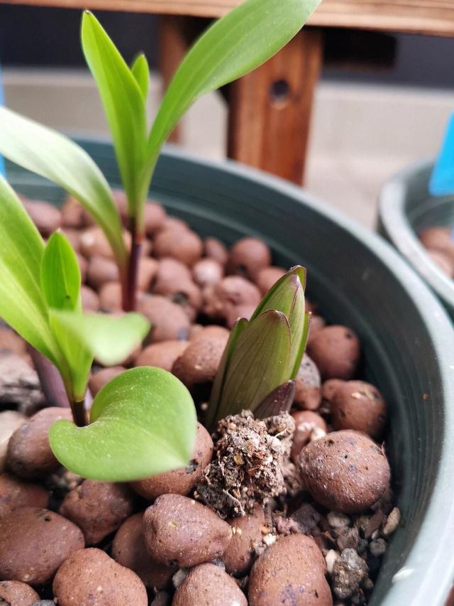 百合花种植技巧，就“3个”，亭亭玉立花大色艳，以后年年都开花