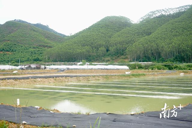 “淡水虾王”罗氏沼虾在江门育苗成功