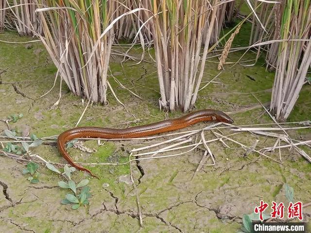 江苏宿迁：“稻虾鳝”生态种养结合模式获丰收