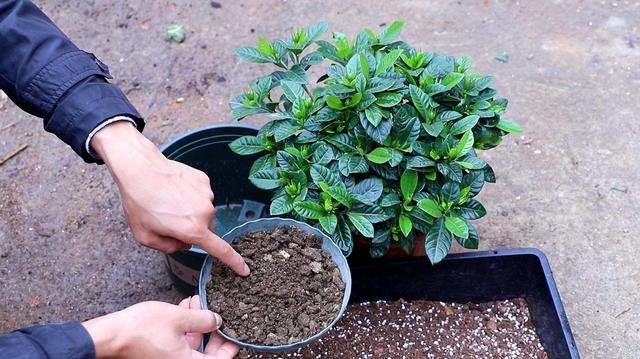 栀子花的养护“3技巧”，花多味香，花苞更多，枝枝都有花