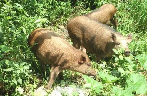 野猪这样养，野猪肉想不好吃都不行