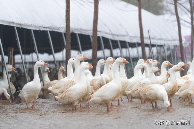 想要提高鸡鸭鹅养殖收益，这三点错误不能犯！收藏