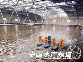 中国首家对虾加工上市企业——湛江国联省级对虾良种场