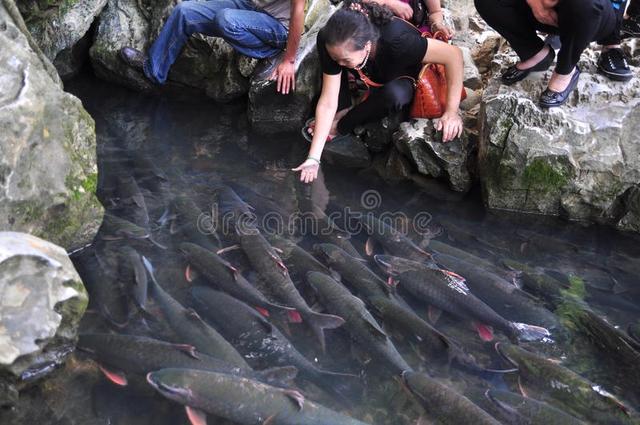 越南小年比中国更加热闹：灶王爷骑鲤鱼上天述职，清化省鲤鱼售罄