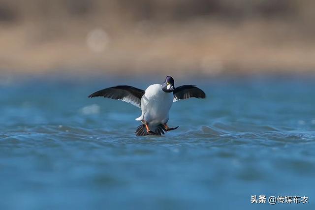 潜水健将：鹊鸭相亲忙