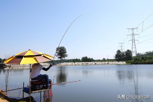 黑坑钓青鱼，老司机都用这种钓法，效果好的出奇