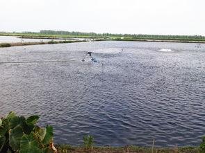 水产养殖秘籍：老师傅教你鱼塘加水“五讲究”，学会你就不用愁