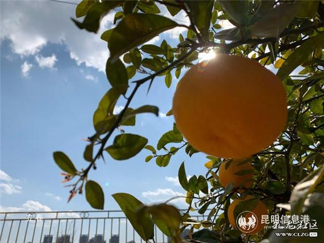 网友“雨中水莲”：养花可观赏可食用 每天都有好心情