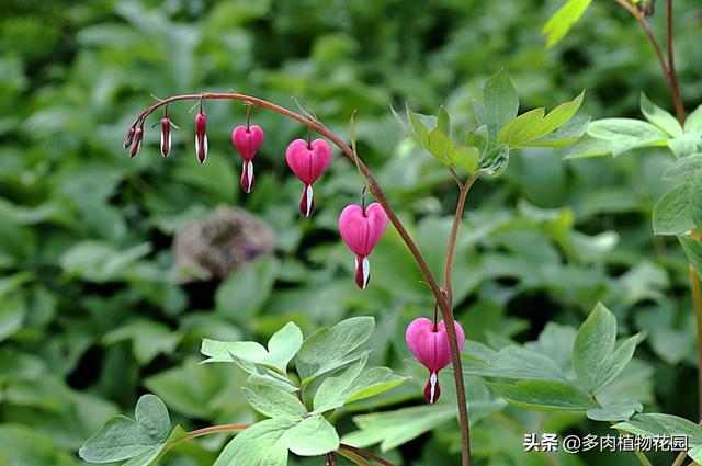 养一束像铃铛一样的花吧，纯洁的幸福自然来