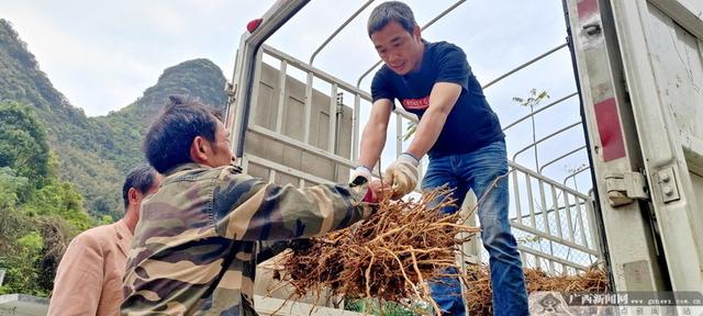 宜州：资源变现培育经济增长点助推乡村振兴