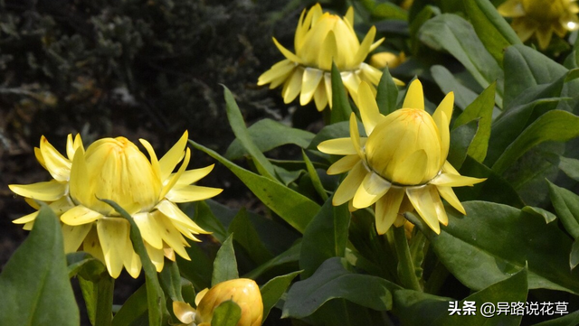 地涌金莲：有“百日开花花不败”美称的神圣高洁“佛花”