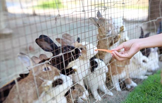 菜吧：不可思议！150亩的宠物农场，让他年入1800万