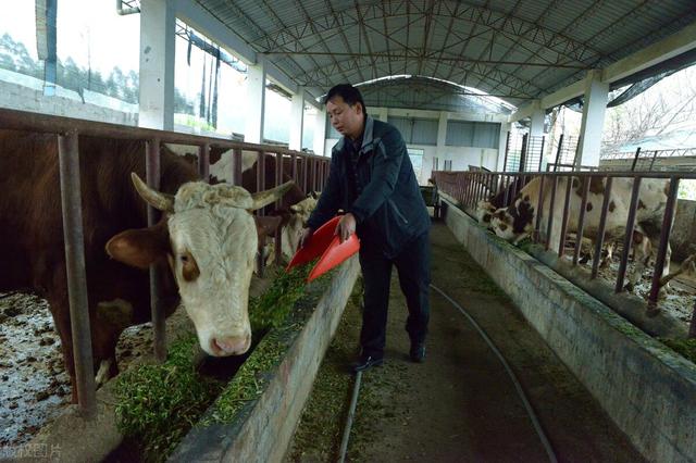 规模牛场常用的10种设施设备，离开它们，牛场将陷入“瘫痪”