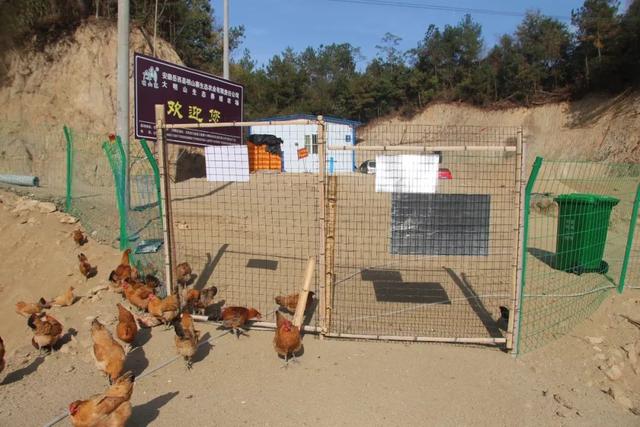 岳西这里的鸡飞上树，大明山正宗土鸡养殖场，生态散养满山跑