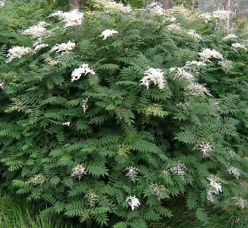 这野花“花苞”似白珍珠，开花时紧凑远看似白云，放在家里价值高