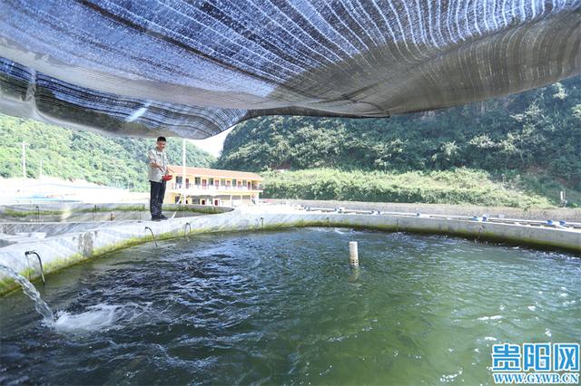 特色养殖产业兴 水美鱼肥“丰景”好！探寻息烽县西山镇小堡村渔业丰收的“密码”