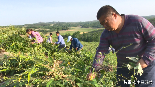 南召：“小艾草”变身“吉祥宝”