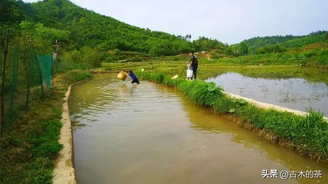 管角螺的生物特性及养殖技术