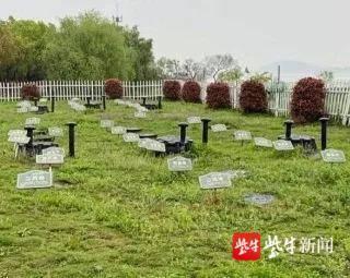 绿色生态建设见成效！“水中大熊猫”桃花水母现身苏州