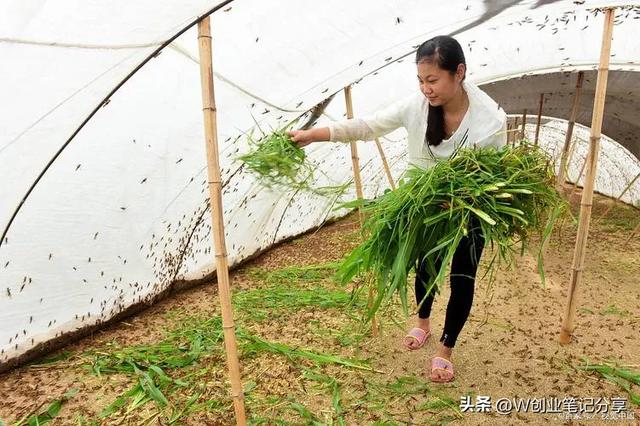 有地方就可以的养殖？成本5000，年入20万，价格高，易管理！