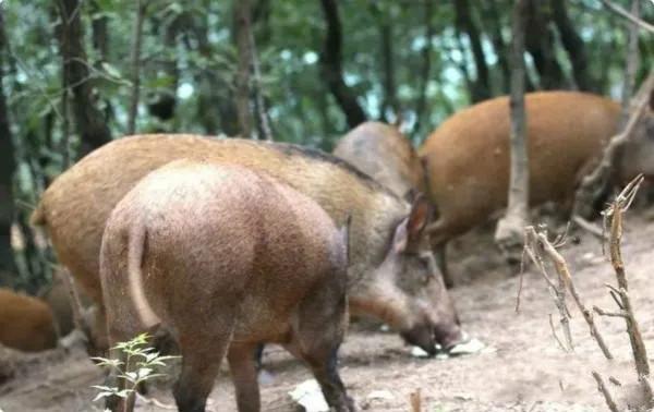 野猪这样养，野猪肉想不好吃都不行