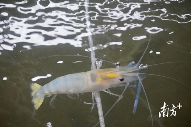 “淡水虾王”罗氏沼虾在江门育苗成功