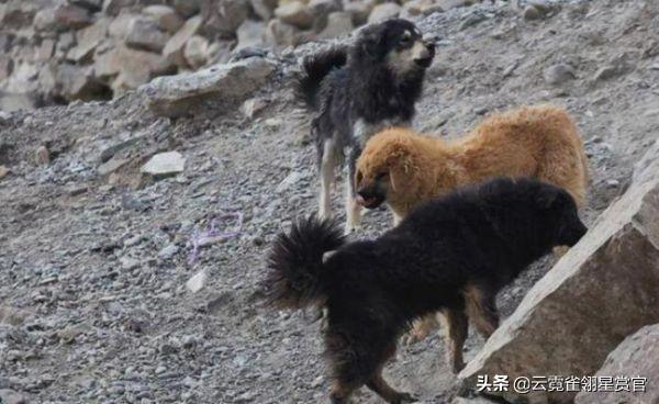 流浪藏獒变“土匪”，围抢雪豹、捕食岩羊，让高原动物苦不堪言！