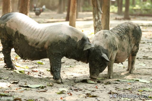 7年香猪养殖人聊聊影响香猪猪肉品质的7种因素和4种改善措施