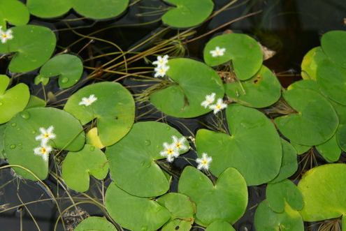 这10种“水生草”夏天养最合适，一碗水就能开一株花，枝叶窜高快