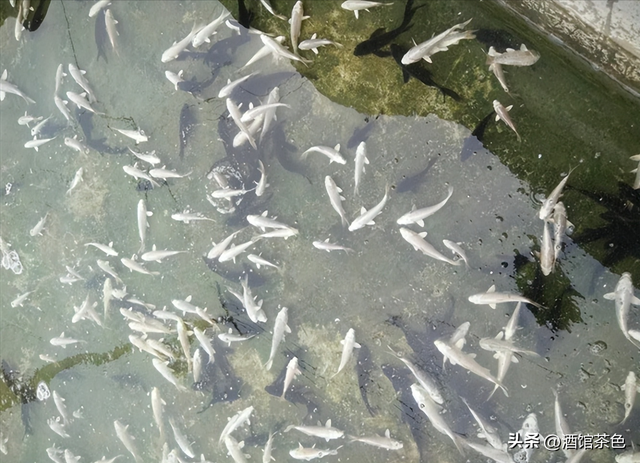 马友鱼的生物特征，以及其生态健康养殖技术