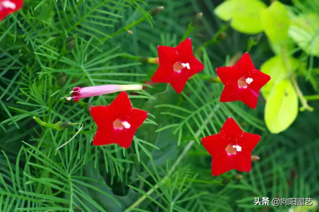 种棵羽叶茑萝，围绕防盗网爬，开花多花期长，开成“大花窗”