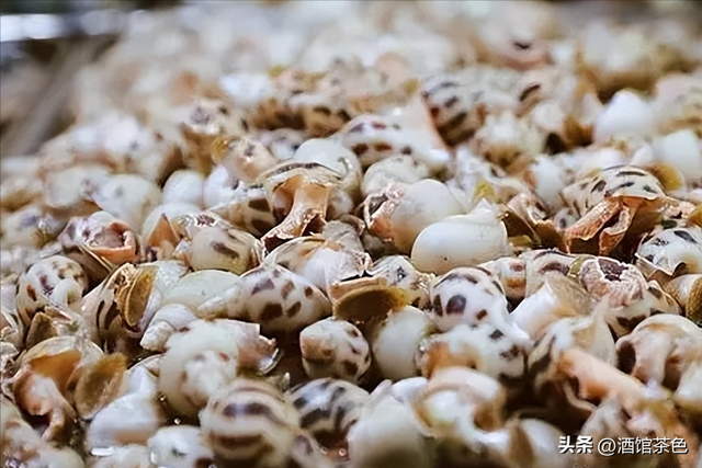 方斑东风螺的生物习性与高效的人工养殖育苗技术