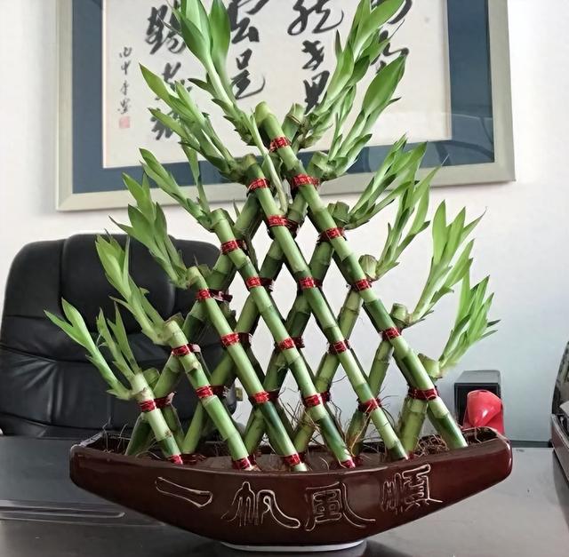 天冷了，富贵竹这样养，叶子一年四季都绿油油，开花“又仙又香”