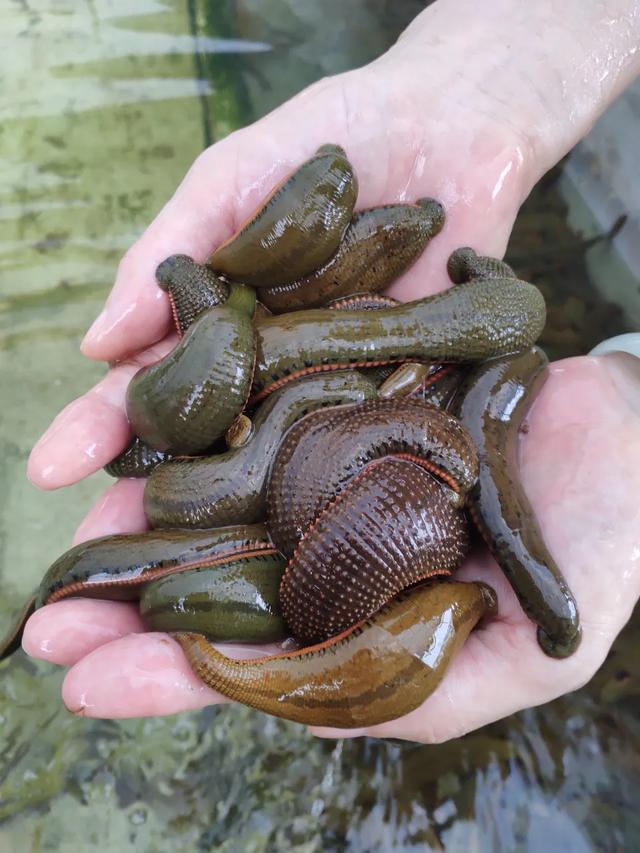 朝阳“蛭”业风生水起-——-广西三兴堂生物科技有限公司蜕变记