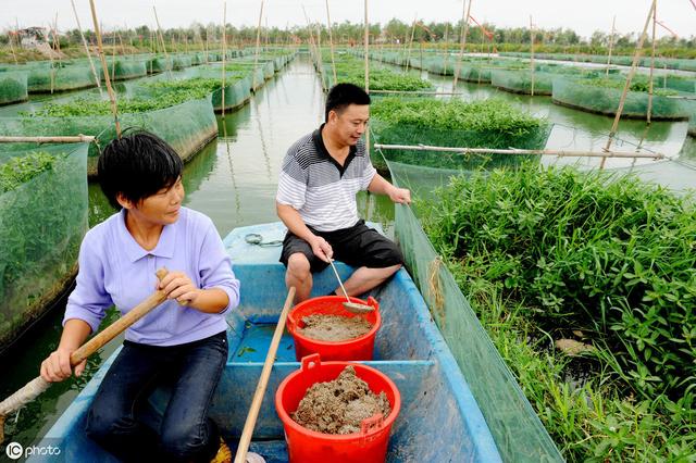 网箱养殖黄鳝的各项成本分析，花5分钟的时间，让你看得明明白白