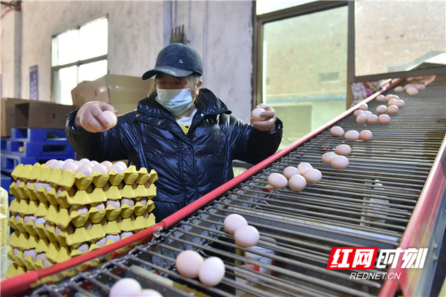 一年之计在于春丨衡东：春江水暖鸭先知