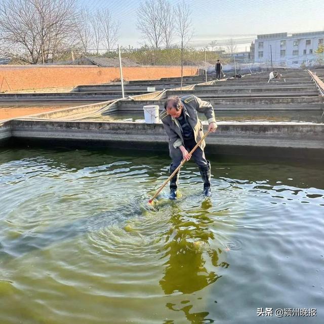 小小观赏鱼，阜阳年销6000余万元……