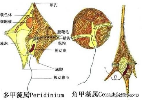 水产养殖中的八大藻类