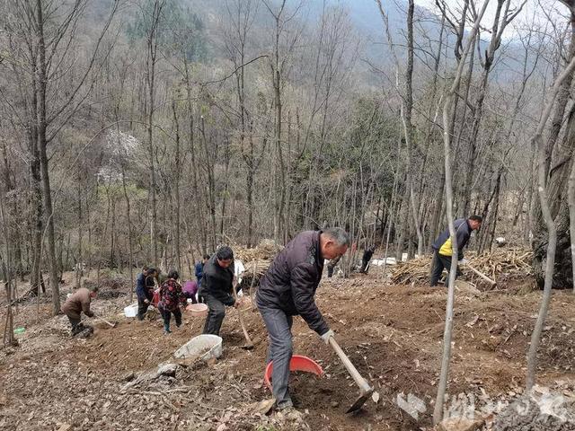 竹溪林下“生金”生态富民