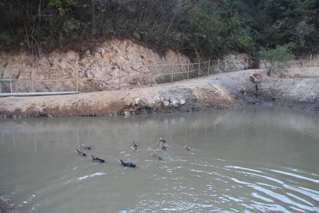 岳西这里的鸡飞上树，大明山正宗土鸡养殖场，生态散养满山跑