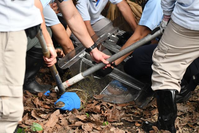 香港八乡惊现鳄鱼！网传内地商家违法售卖，扬言“直送到港”