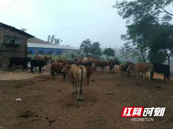 衡东县：飞地养猪，“飞”出一条幸福路